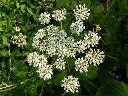 Attēlu rezultāti vaicājumam “Peucedanum palustre”