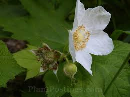 Attēlu rezultāti vaicājumam “Rubus parviflorus”