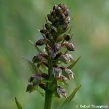 Attēlu rezultāti vaicājumam “Coeloglossum viride leaf”