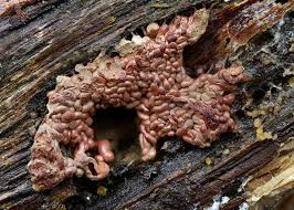 Attēlu rezultāti vaicājumam “Arcyria affinis capillitium”