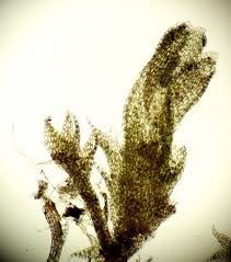 Attēlu rezultāti vaicājumam “Cephaloziella elachista”