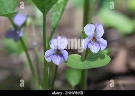 Attēlu rezultāti vaicājumam “Viola mirabilis leaf”