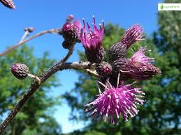 Attēlu rezultāti vaicājumam “Cirsium palustre fruit”