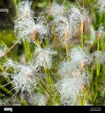 Attēlu rezultāti vaicājumam “Trichophorum alpinum”
