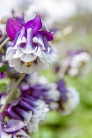 Image result for Aquilegia