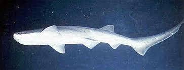 Image result for Galeorhinus galeus