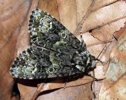 Attēlu rezultāti vaicājumam “Craniophora ligustri”