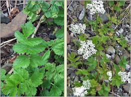 Attēlu rezultāti vaicājumam “Pimpinella saxifraga leaf”