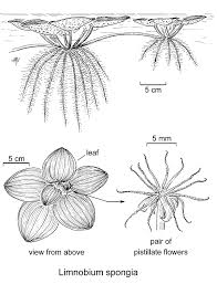 Attēlu rezultāti vaicājumam “Spongia”