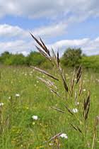 Attēlu rezultāti vaicājumam “Bromopsis benekenii”