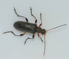 Attēlu rezultāti vaicājumam “Cortodera femorata”