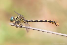 Attēlu rezultāti vaicājumam “Onychogomphus forcipatus”