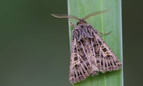 Attēlu rezultāti vaicājumam “Tholera decimalis male”