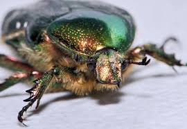 Attēlu rezultāti vaicājumam “Cetonia aurata”