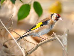 Attēlu rezultāti vaicājumam “Carduelis carduelis”