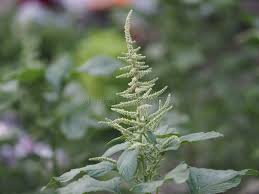 Attēlu rezultāti vaicājumam “Amaranthaceae”