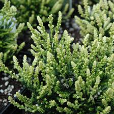 Attēlu rezultāti vaicājumam “Calluna vulgaris leaf”