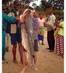 Image result for Goliath Tigerfish