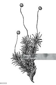 Attēlu rezultāti vaicājumam “Bartramia pomiformis”