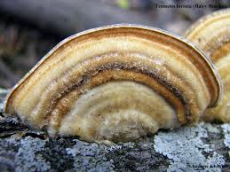 Attēlu rezultāti vaicājumam “Trametes hirsuta”