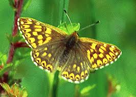 Attēlu rezultāti vaicājumam “Hamearis lucina upperside”