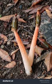 Attēlu rezultāti vaicājumam “Mutinus caninus”