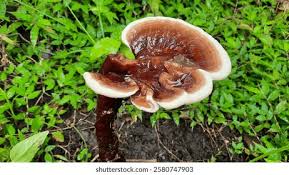 Attēlu rezultāti vaicājumam “Ischnoderma benzoinum”