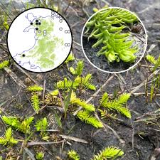 Attēlu rezultāti vaicājumam “Lycopodiella inundata”