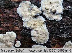 Attēlu rezultāti vaicājumam “Skeletocutis carneogrisea”