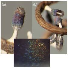 Attēlu rezultāti vaicājumam “Diachea leucopodia young”