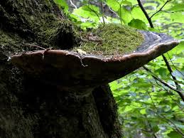 Attēlu rezultāti vaicājumam “Phellinus alni”