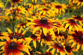 Attēlu rezultāti vaicājumam “Rudbeckia hirta var. pulcherrima flower”