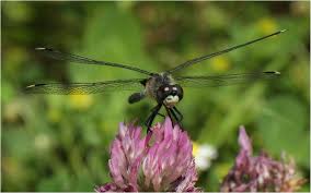 Attēlu rezultāti vaicājumam “Leucorrhinia caudalis male”