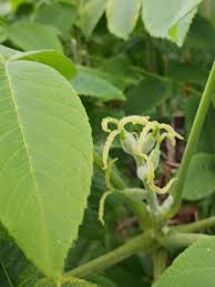 Attēlu rezultāti vaicājumam “Juglans cinerea flower”