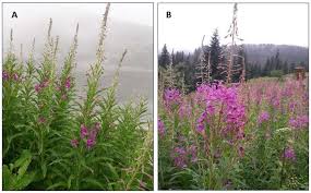 Image result for Epilobium angustifolium