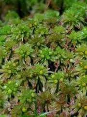 Attēlu rezultāti vaicājumam “Sphagnum quinquefarium”