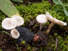 Attēlu rezultāti vaicājumam “Collybia sp.”