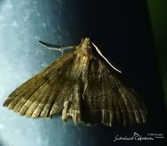 Attēlu rezultāti vaicājumam “Herminia tarsicrinalis”