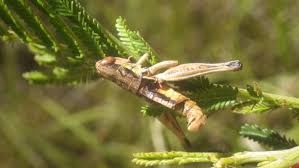 Attēlu rezultāti vaicājumam “Entomophaga grylli”