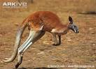 ARKive - Red kangaroo videos, photos and facts - Macropus rufus