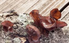 Attēlu rezultāti vaicājumam “Exidia recisa”