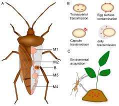 Attēlu rezultāti vaicājumam “Aleurochiton aceris nymph”