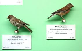 Attēlu rezultāti vaicājumam “Carduelis cannabina male”