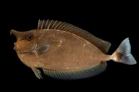 Image result for Naso unicornis