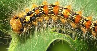 Attēlu rezultāti vaicājumam “Rhynchaenus lonicerae”