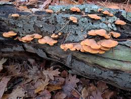 Attēlu rezultāti vaicājumam “Phyllotopsis nidulans”