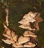 Attēlu rezultāti vaicājumam “Antrodia malicola”