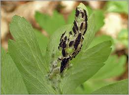 Attēlu rezultāti vaicājumam “Urocystis anemones spores”