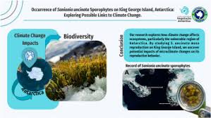 Attēlu rezultāti vaicājumam “Sanionia uncinata”