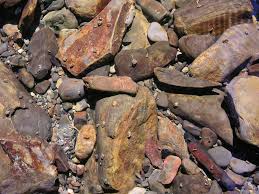 Attēlu rezultāti vaicājumam “Trichoptera egg mass”